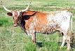 Cattle - Wikipedia, the free encyclopedia