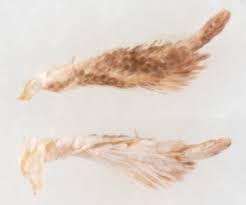 Attēlu rezultāti vaicājumam “Pandemis corylana”