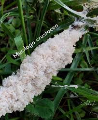 Attēlu rezultāti vaicājumam “Didymium spongiosum”