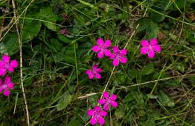 Attēlu rezultāti vaicājumam “Dianthus deltoides”