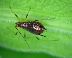 Attēlu rezultāti vaicājumam “Uroleucon cirsii”