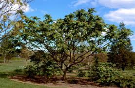 Attēlu rezultāti vaicājumam “Juglans ailanthifolia”