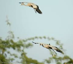 Attēlu rezultāti vaicājumam “Grus grus adult”
