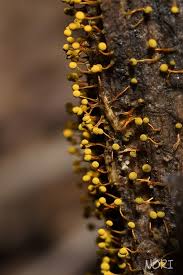 Attēlu rezultāti vaicājumam “Physarum flavicomum macro”