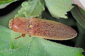 Attēlu rezultāti vaicājumam “Ectinus aterrimus”