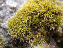 Attēlu rezultāti vaicājumam “Grimmia muehlenbeckii”