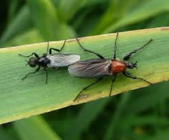 Attēlu rezultāti vaicājumam “Bibionidae”