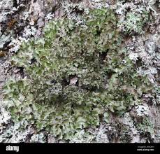 Attēlu rezultāti vaicājumam “Pleurosticta acetabulum”