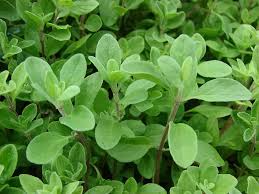 Image result for Origanum majorana