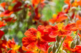 Attēlu rezultāti vaicājumam “Helianthemum x hybridum flower”