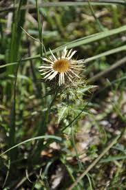 Attēlu rezultāti vaicājumam “Carlina vulgaris flower”