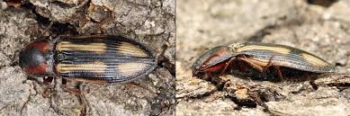 Attēlu rezultāti vaicājumam “Selatosomus cruciatus”