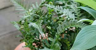 Attēlu rezultāti vaicājumam “Polypodium vulgare”