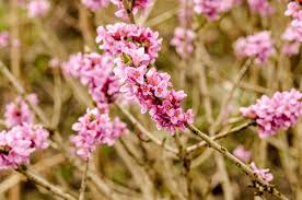 Attēlu rezultāti vaicājumam “Daphne mezereum flower”