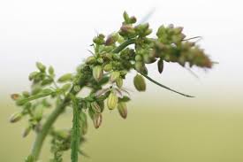 Attēlu rezultāti vaicājumam “Silene tatarica bud”