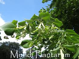 Attēlu rezultāti vaicājumam “Tilia x moltkei”