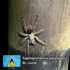 Attēlu rezultāti vaicājumam “Polypogon tentacularius”