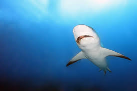 Image result for Carcharhinus perezii