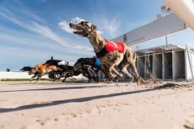 Image result for Reading Greyhound Track