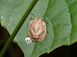Attēlu rezultāti vaicājumam “Eurygaster testudinaria nymph”