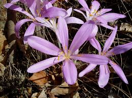 Image result for Herbstzeitlose