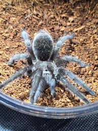 Attēlu rezultāti vaicājumam “Comatricha pulchella macro”