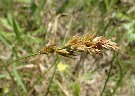 Attēlu rezultāti vaicājumam “Carex arenaria”