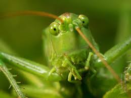 Attēlu rezultāti vaicājumam “Tettigoniodea”