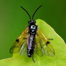 Attēlu rezultāti vaicājumam “Arge ustulata”