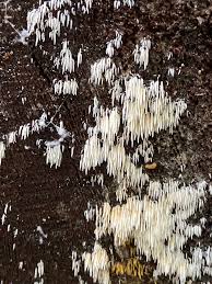 Attēlu rezultāti vaicājumam “Mucronella calva”