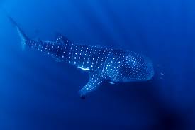 Image result for Rhincodon typus