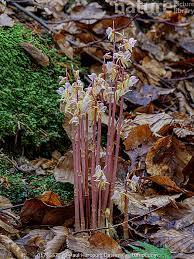 Attēlu rezultāti vaicājumam “Epipogium aphyllum”