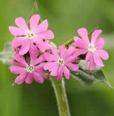 Attēlu rezultāti vaicājumam “Silene dioica flower”