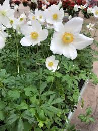 Attēlu rezultāti vaicājumam “Anemone sylvestris fruit”