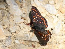 Attēlu rezultāti vaicājumam “Euphydryas maturna”