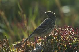 Image result for Anthus petrosus