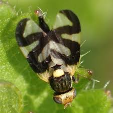 Attēlu rezultāti vaicājumam “Urophora cardui”
