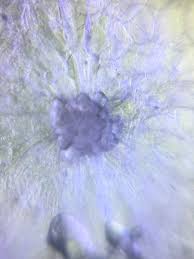 Attēlu rezultāti vaicājumam “Comatricha elegans var. microspora macro”