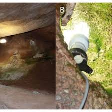 Attēlu rezultāti vaicājumam “Eucladium verticillatum”