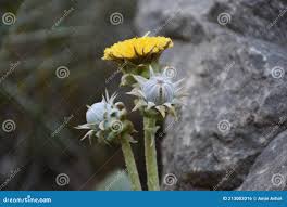 Attēlu rezultāti vaicājumam “Tussilago farfara bud”