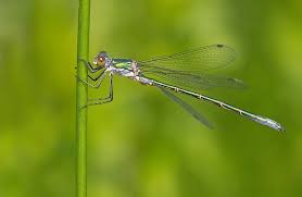 Attēlu rezultāti vaicājumam “Lestes dryas female”
