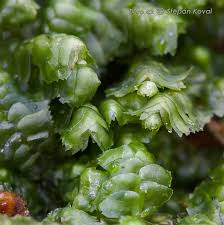 Attēlu rezultāti vaicājumam “Barbilophozia lycopodioides macro”