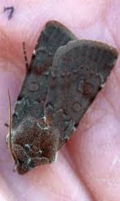 Attēlu rezultāti vaicājumam “Pandemis cinnamomeana female”