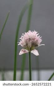 Attēlu rezultāti vaicājumam “Allium schoenoprasum fruit”