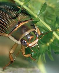 Attēlu rezultāti vaicājumam “Dytiscus marginalis”