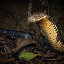 Attēlu rezultāti vaicājumam “Serpentes”