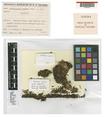 Attēlu rezultāti vaicājumam “Cephaloziella elachista”