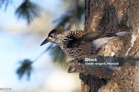 Attēlu rezultāti vaicājumam “Nucifraga caryocatactes adult”