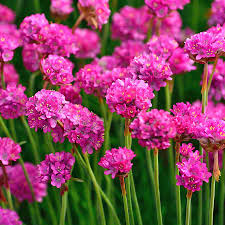 Image result for Grasnelke