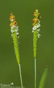 Attēlu rezultāti vaicājumam “Alopecurus aequalis leaf”